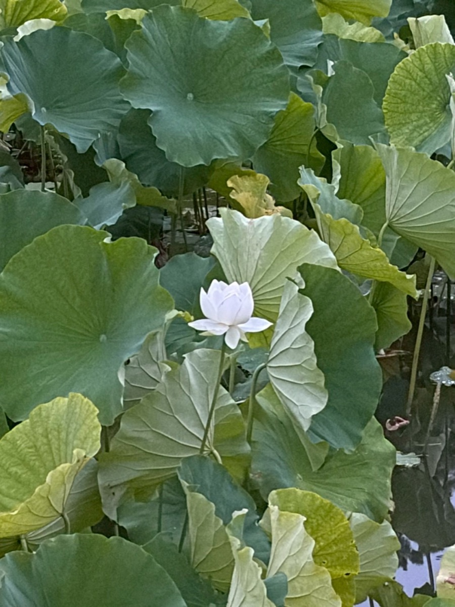 観蓮節茶会